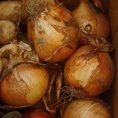 【先着順】畑で採れた野菜の画像