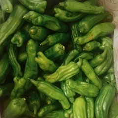 【先着順】畑で採れた野菜の画像