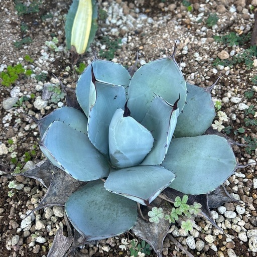 アガベ　パリートランカータ中株1 お盆特価