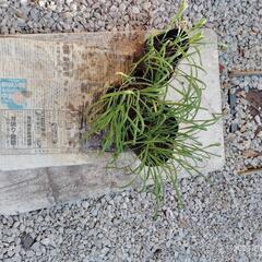 野菜苗の画像