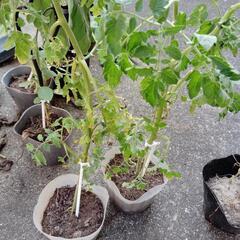 野菜苗の画像