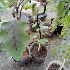 野菜苗