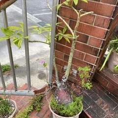 植物　鉢植の画像