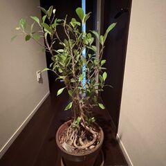 観葉植物　ガジュマル