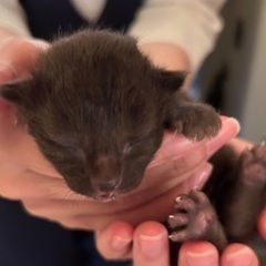 子猫　里親募集