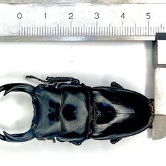 オオクワガタ ホワイトアイペアA ♂64mm ♀43mm