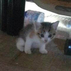 子猫の里親様急募