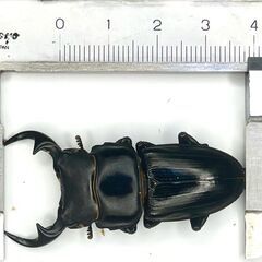 オオクワガタ ホワイトアイ(ピンク？)ペアB ♂50mm ♀45mm