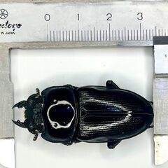 オオクワガタ ホワイトアイ(ピンク？)ペアB ♂50mm ♀45mmの画像