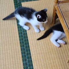 くりくりな目の可愛い３姉弟(生後約2ヶ月)です。白黒姉弟と真黒な弟 - 猫