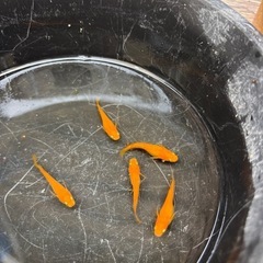 皇帝(楊貴妃よりも赤い)メダカ 成魚プレゼント付き