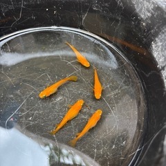 皇帝(楊貴妃よりも赤い)メダカ 成魚プレゼント付きの画像