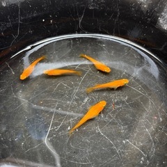 皇帝(楊貴妃よりも赤い)メダカ 成魚プレゼント付きの画像