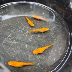 皇帝(楊貴妃よりも赤い)メダカ 成魚プレゼント付きの画像