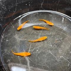 皇帝(楊貴妃よりも赤い)メダカ 成魚プレゼント付きの画像