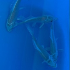 錦鯉　プラチナ1匹1500から