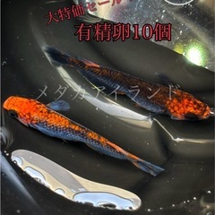 【直接取引】五式タイプR 卵10＋α保証分 紅白 体外光 強ラメ...