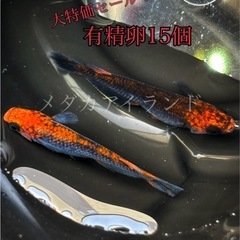 【直接取引】五式タイプR 卵15＋α保証分 紅白 体外光 強ラメ...