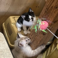 みんな可愛い！元気いっぱいの4兄弟