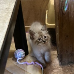 【トライアル予定のため、募集ストップ】ふわふわ長毛ちゃん