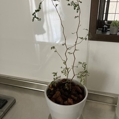 観葉植物(6/22まで、その後処分)