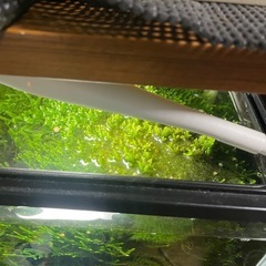 ウィローモスの画像