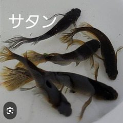 250円買わせてくださる方お願いします🙏柄屋めだかくださる…
