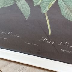 額入り 植物画 プリント ボタニカルアート 薔薇 バラ ローズ 絵画 壁飾り　/TJ-2452 2F北の画像