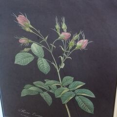 額入り 植物画 プリント ボタニカルアート 薔薇 バラ ローズ 絵画 壁飾り　/TJ-2452 2F北の画像