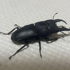 オキナワヒラタクワガタ