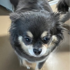 とっても控えめな　まん丸シュシュちゃん4歳