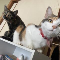 メス猫2匹里親さん募集🐱出水か伊佐