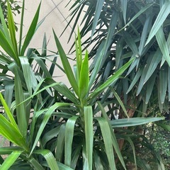 観葉植物