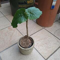 ウンベラータ