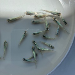  ラスト72匹✨バッチバッチのラメメダカ🐟 　 1匹100円　の画像
