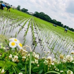 【親子農業体験】6/22田んぼの草取り