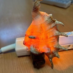 貝の間接照明