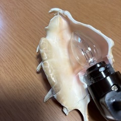 貝の間接照明の画像