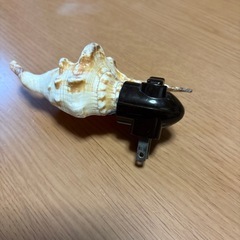 貝の間接照明の画像