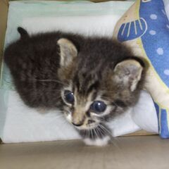 子猫の里親を募集します