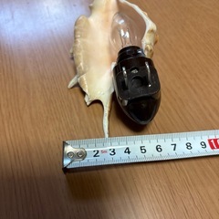 貝の間接照明の画像