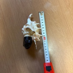 貝の間接照明の画像