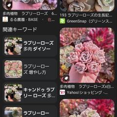 ピンクラブリーローズ 多肉 多肉植物