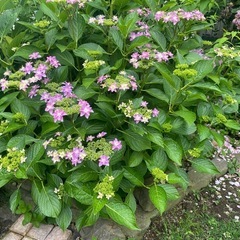紫陽花ダンスパーティーの画像