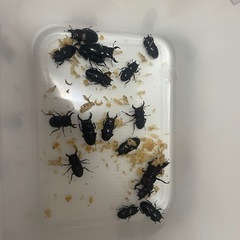 オキナワヒラタクワガタ