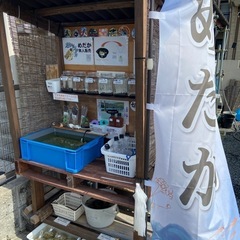 石ちゃんメダカ無人販売所