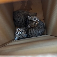 捨て猫 2匹