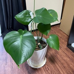 【観葉植物】モンステラ