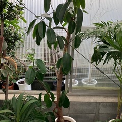 インドゴムの木