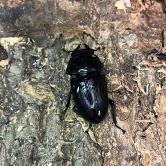 国産　オオクワガタ　千葉県　旧横芝光町上堺産　新成虫ペアの画像